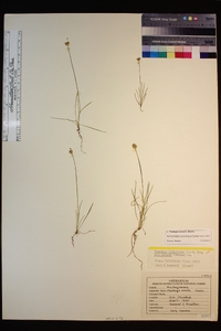 Plantago erecta image